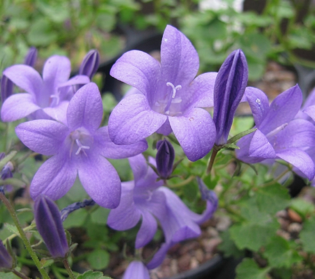 Campanula 'Resholdt's Variety'